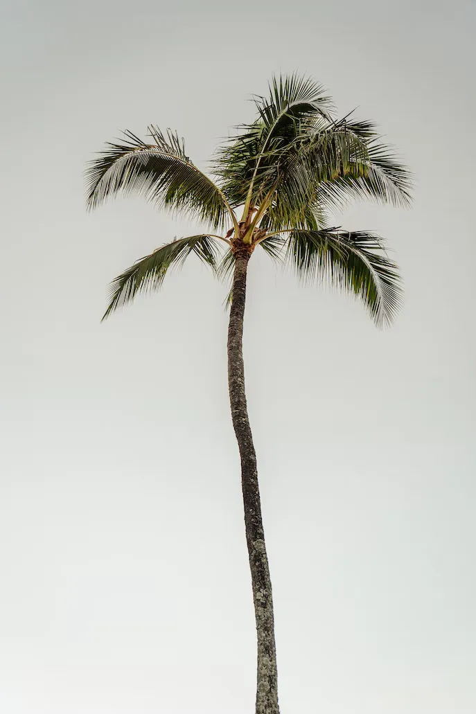 Palme vor blauem Himmel